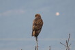 red tailed hawk buteo