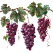 three bunches of red grapes on a branch with leaves,  isolated on a transparent background  