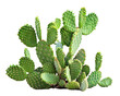 Green opuntia tropical cactus plants isolated on transparent background  