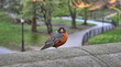 American robin ,Turdus migratorius