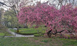 Central Park in spring, flowering Cherry trees