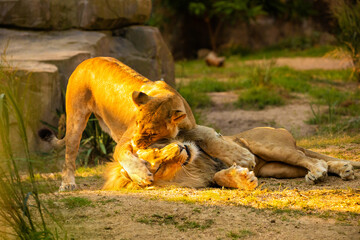 Wall Mural - Pair adult Lions playing in zoological garden