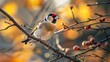 European goldfinch perched on a tree branch