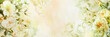 Painting of flowers on white background. Banner