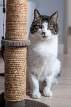 Inquisitive Cat With Tabby Markings Near A Sisal Scratching Post, On A Light Wooden Floor, Offering A Homely Atmosphere.