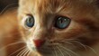 Close up image of a pretty little red kitten