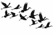 group of flying birds silhouette illustration vector icon, white background, black colour icon
