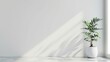 Potted plant in bright, minimalist room with white wall and sunlight casting diagonal shadow