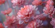 Close-up of Pink Chrysanthemums in Full Bloom with Soft Focus Background