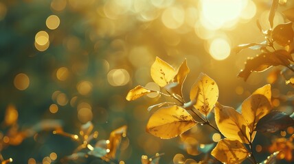 Wall Mural - autumn leaves in golden sunlight with bokeh