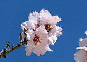 A bee sits on an almond tree flower (lat.- Prunus dulcis)