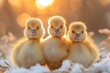 Three ducklings experience the enchantment of a sunset, highlighted by a magical golden hour glow