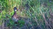 Closeup Of A Male Wood Duck Standing Among Tall Green Grass In Spring.