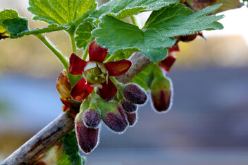 Canvas Print - Maroon Gooseberry Blossom 02