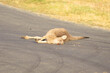 Macropus giganteus or Eastern Grey Kangaroo lying dead in the middle of the road after being hit by a vehicle. Grey Kangaroo, Macropus giganteus, Road Kill. 