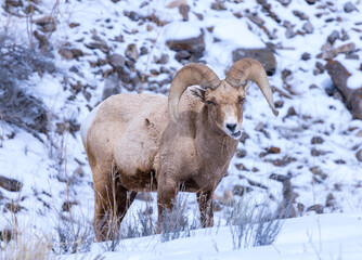 Wall Mural - sheep in snow, sheep in winter