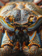 Close-up Of A Galapagos Crab, Showcasing Its Intricate Patterns And Textures.
