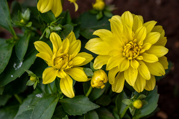 Sticker - Yellow dahlia on a cloudy day after rain close up. Yellow Dahlia bathed in sunshine. 