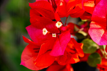 Sticker - Beautiful Paper flower or bougainvillea flower TURKEY. Beautiful clusters of pink bougainvillea flowers.