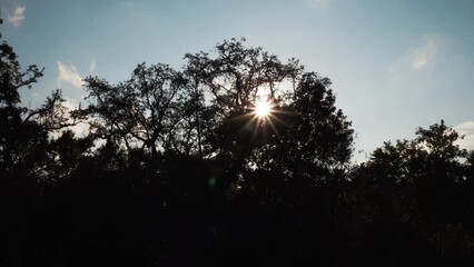 Wall Mural - Panning Point Of View Growth Of Trees Against Sky - Jefferson County, Texas