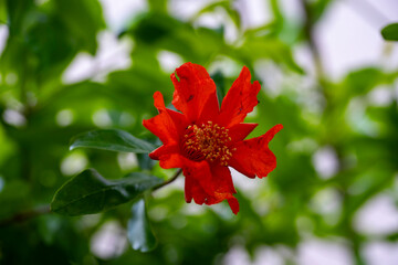Wall Mural - Red pomegranate flowers on pomegranate blossoming tree in the garden. Bright red Punica granatum blooms in summertime.  Marmaris, Mugla TURKEY