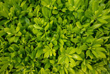 Fototapeta Przestrzenne - Shiny green leaves of Pittosporum Tobira Nana background. Tropical leaves wallpaper