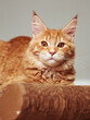 Beautiful fun red solid maine coon  kitten lying on claws accessory supply and looking fun eyes. Closeup