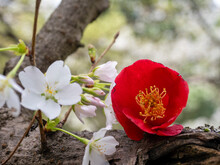 桜の花と落椿