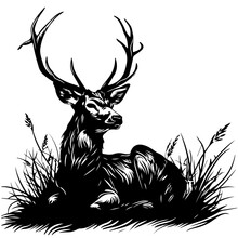 Deer Lying In Tall Grass