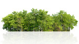 Fototapeta Mapy - forest of trees is reflected in a white background