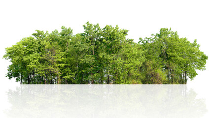 Wall Mural - forest of trees is reflected in a white background