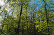Spring forest, young foliage on the trees and gentle sun, beautiful landscape nature
