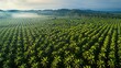 aerial view panorama of a vast oil palm plantation, emphasizing the orderly patterns of the palm trees and the contrast between the lush green of the palm leaves and the surrounding terrain. 