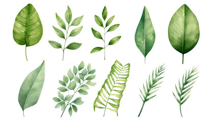 Wall Mural - watercolor green leaves elements collection for Wedding Invitation botanical isolated on white background, Green leaves arrangements for greeting cards PNG.