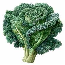 A Large Green Leafy Vegetable With A Stem