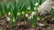 Individual wearing surgical glove nourishing the budding daffodils up close. Gardening in the spring, enhancing the earth with beneficial plant food.
