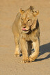 Young male African lion (Panthera leo) walking, Kalahari desert, South Africa.