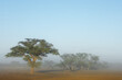 Scenic landscape with trees in mist, Kalahari desert, South Africa.