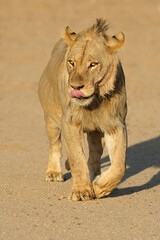 Wall Mural - young male african lion (panthera leo) walking, kalahari desert, south africa.
