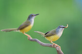 Fototapeta Zwierzęta - yellow-bellied prinia foraging together in find morning, beautiful birds in nature