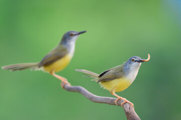 Wall Mural - yellow-bellied prinia foraging together in find morning, beautiful birds in nature