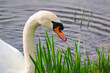 Portrait of a swan on a sunny day, swans on the pond, nature series. Poland