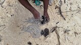 Fototapeta Łazienka - Frisch gefangener Fisch - Oktopus - auf Sansibar in Tansania - Tintenfisch vom indischen Ozean