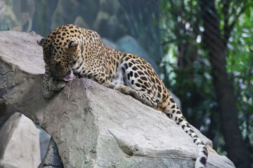 Wall Mural - The leopard tiger is cute and speed wildanimal in zoology.