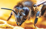 Fototapeta Sport - Macro Detail of a Bee