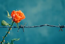 An Orange Rose Blossomed On A Barbed Wire. The Blue Background Represents The Sky. Conceptual Art .
