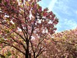 満開の桜　公園にて　日本　田舎