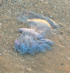 Canvas Print - Jellyfish on the seashore at sunset