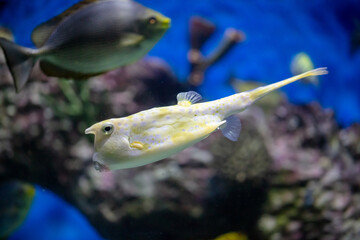 Wall Mural - Yellow and white puffer fish swimming in the blue water aquarium