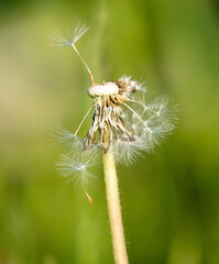 Wall Mural - Fluffy dandelions in nature in spring